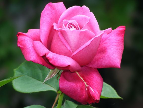 Angel Face photo af2013_06080017_zpsadcb7507.jpg